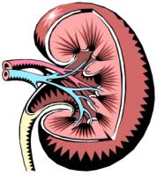 anatomical drawing of a kidney