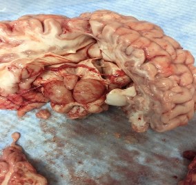 Photo of Dog Brain
