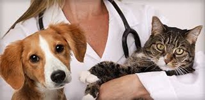 Home Health Data From Pet to Vet