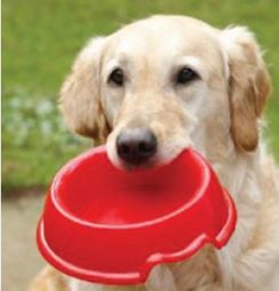 Dogs holding his food bowl