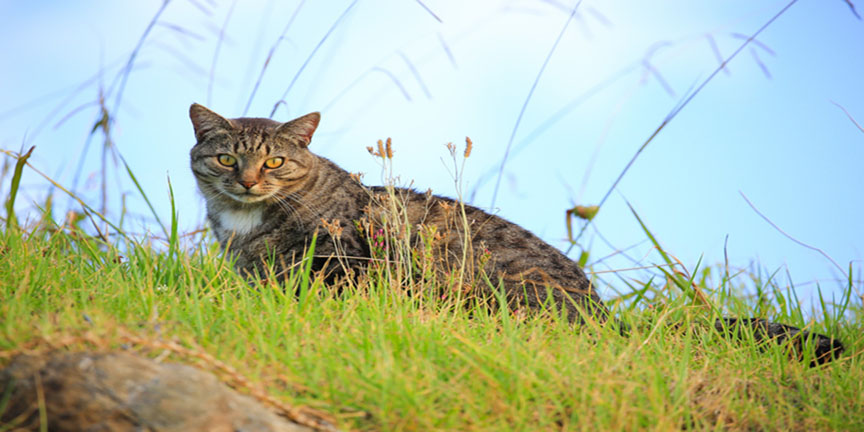 Community Cats