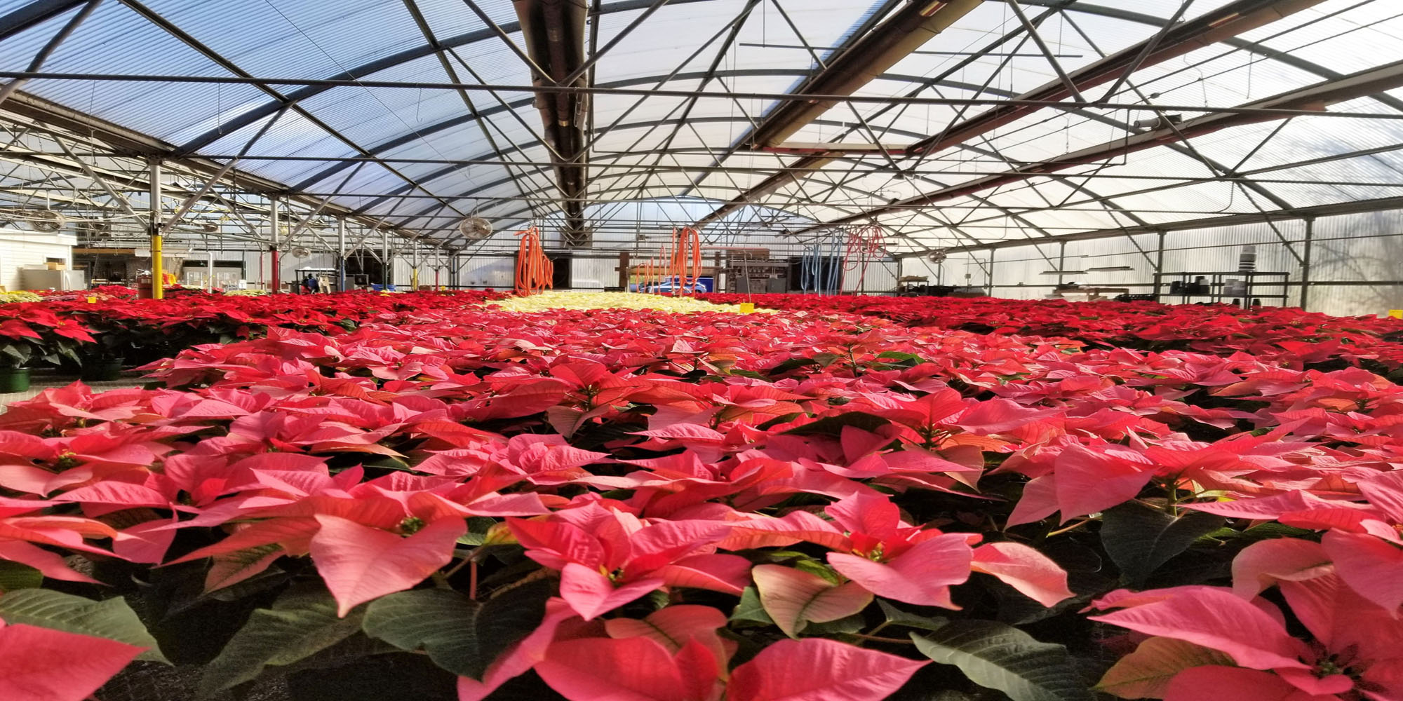 Poinsettia sale.