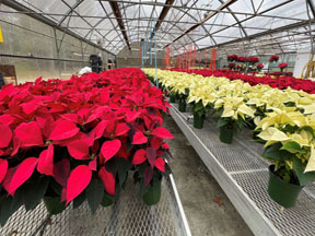 Poinsettia