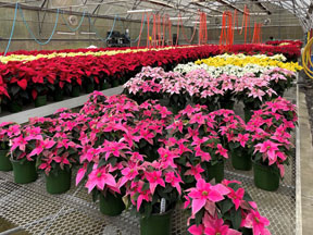 Poinsettia