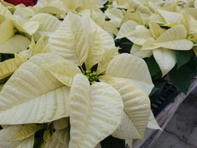Poinsettia