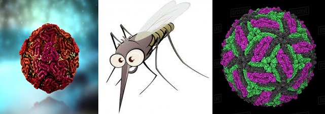 Arbovirus