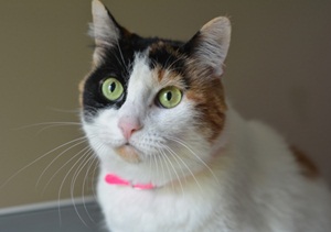 Cat for Adoption