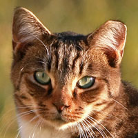 Cat with notched eartip