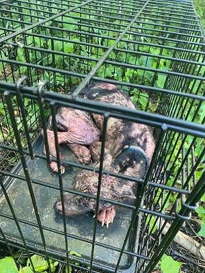 Delaware Animal Services Seeks Tips In Dog Abandonment Case Resulting In Death