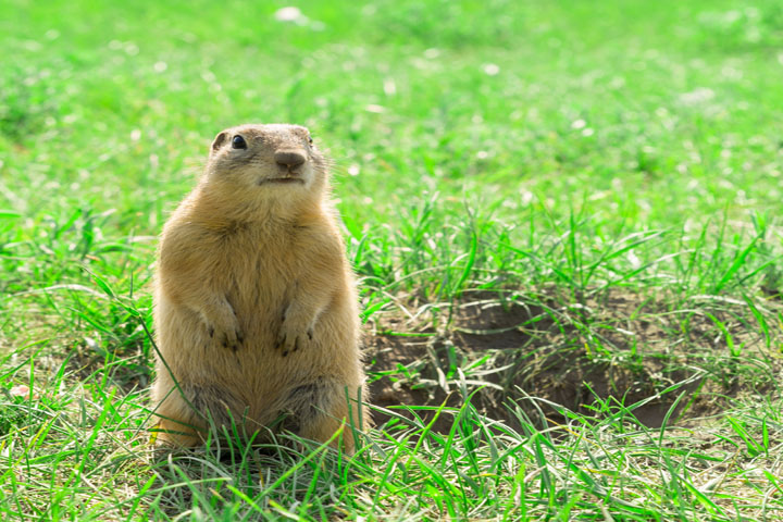 Groundhog In Wilmington Tests Positive For Rabies; Delaware’S First Rabies Case In 2023